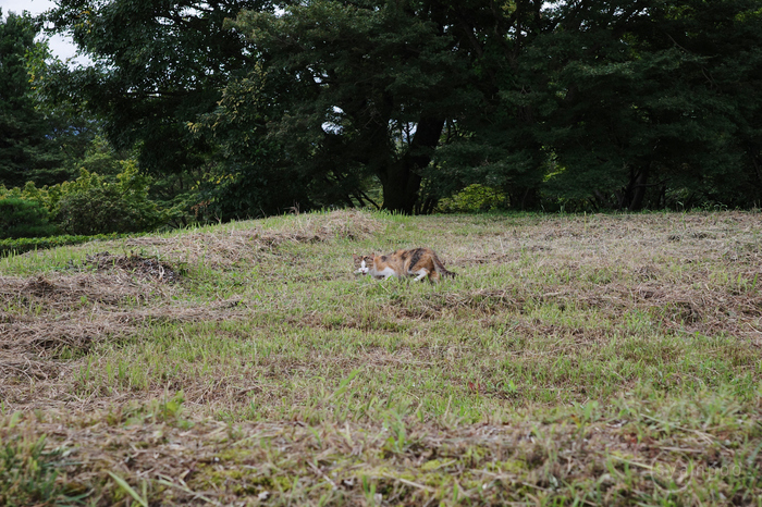 M*3様 canon RF-S18-150mm F3.5-6.3 IS STM リコー RICOH GR IIIx を使ってみました。／ 40mmってめっさ良いです